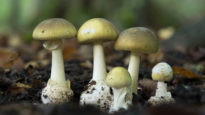 The,death,cap,(amanita,phalloides),is,a,deadly,poisonous,mushroom